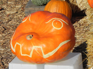 Meerkat,  Nipomo Pumpkin Patch best carving idea